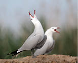 Audouin's gull, Larus audouinii, two birds on beach calling, Western Spain, April 2010               