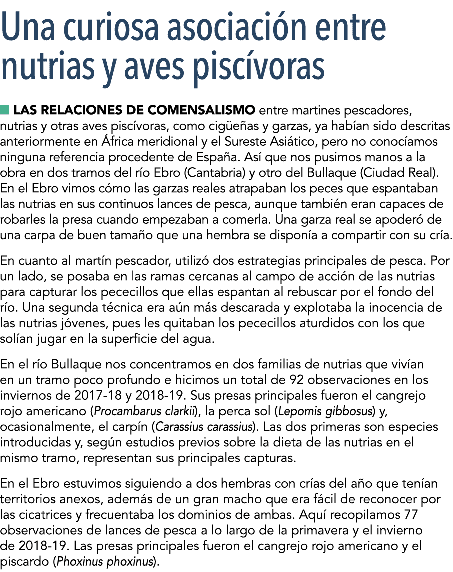  Una curiosa asociaci n entre nutrias y aves pisc voras n Las relaciones de comensalismo entre martines pescadores, n   
