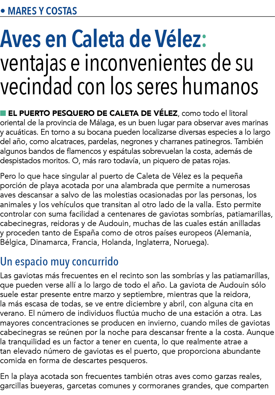   Mares y costas Aves en Caleta de V lez: ventajas e inconvenientes de su vecindad con los seres humanos n El puerto    