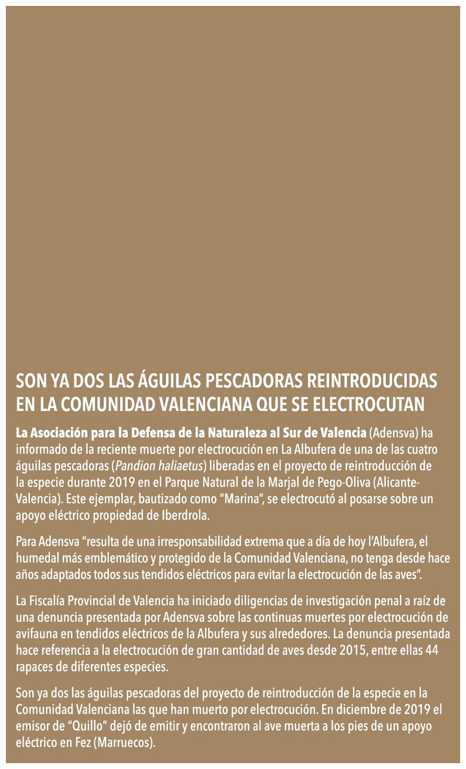  Son ya dos las  guilas pescadoras reintroducidas en la Comunidad Valenciana que se electrocutan La Asociaci n para l   