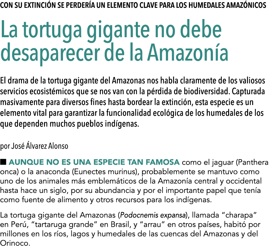  Con su extinci n se perder a un elemento clave para los humedales amaz nicos La tortuga gigante no debe desaparecer    