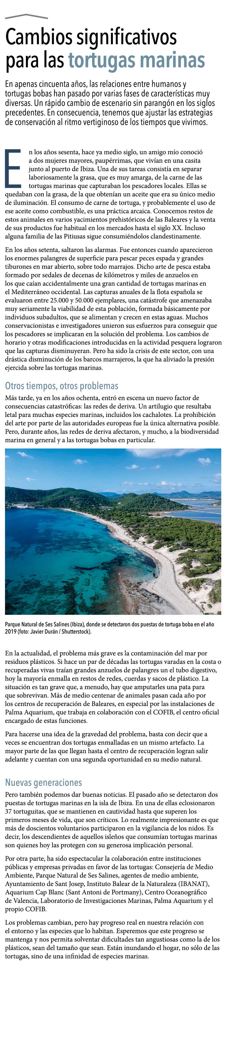    Cambios significativos para las tortugas marinas  En apenas cincuenta a os, las relaciones entre humanos y tortuga   