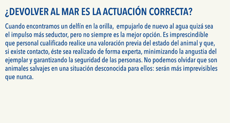   Devolver al mar es la actuaci n correcta  Cuando encontramos un delf n en la orilla, empujarlo de nuevo al agua qui   
