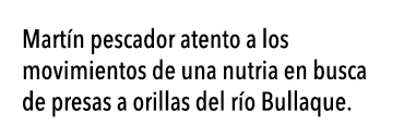  Mart n pescador atento a los movimientos de una nutria en busca de presas a orillas del r o Bullaque 