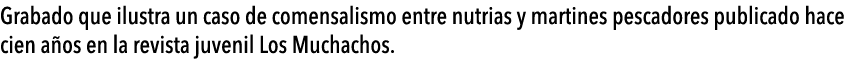  Grabado que ilustra un caso de comensalismo entre nutrias y martines pescadores publicado hace cien a os en la revis   