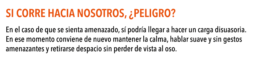 Si corre hacia nosotros,  peligro  En el caso de que se sienta amenazado, s  podr a llegar a hacer un carga disuasori   