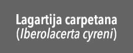 L agartija carpetana (Iberolacerta cyreni)