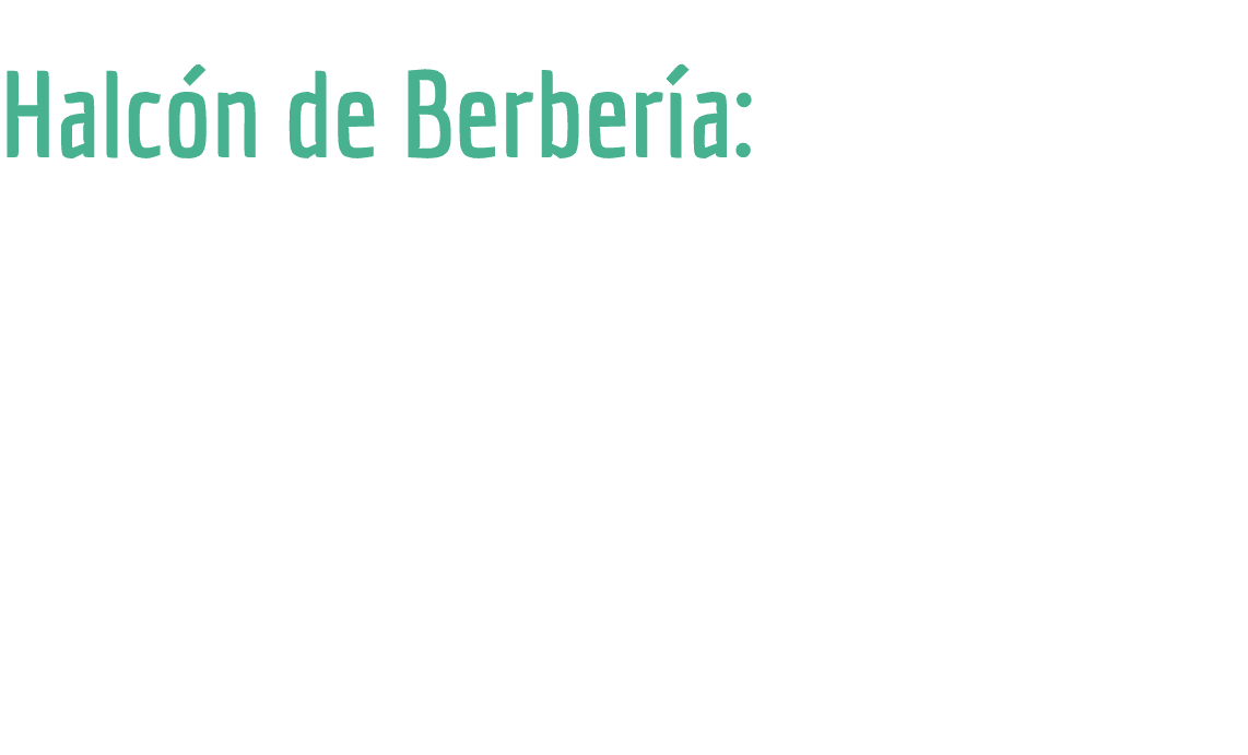  Su poblaci n reproductora en Tenerife necesita medidas efectivas Halc n de Berber a: amenazado por escapes de aves d   