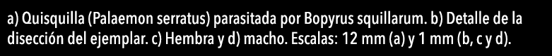  a) Quisquilla (Palaemon serratus) parasitada por Bopyrus squillarum  b) Detalle de la disecci n del ejemplar  c) Hem   
