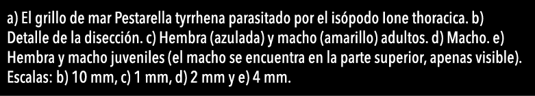  a) El grillo de mar Pestarella tyrrhena parasitado por el is podo Ione thoracica  b) Detalle de la disecci n  c) Hem   