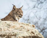 Iberian lynx ( Lynx pardinus ) lying down on a rock in Spain