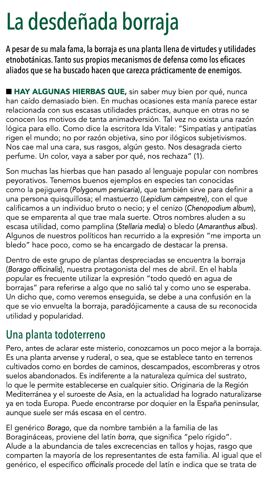  La desde ada borraja  A pesar de su mala fama, la borraja es una planta llena de virtudes y utilidades etnobot nicas   