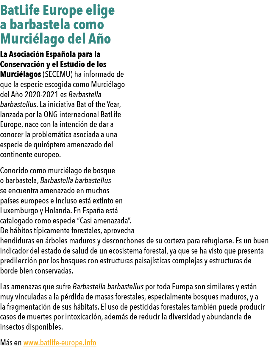  BatLife Europe elige a barbastela como Murci lago del A o La Asociaci n Espa ola para la Conservaci n y el Estudio d   