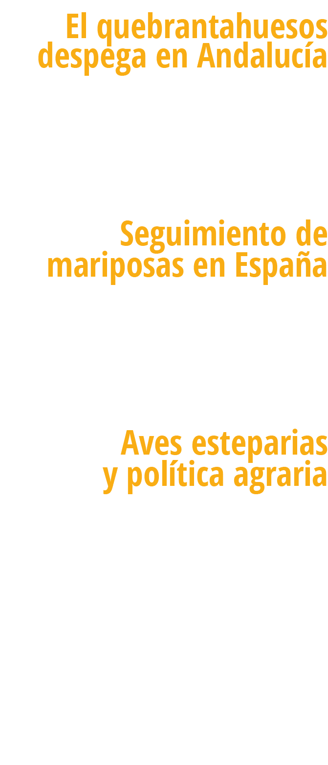  El quebrantahuesos despega en Andaluc a Tras d cadas de esfuerzos, el quebrantahuesos se ha afianzado por fin en And   