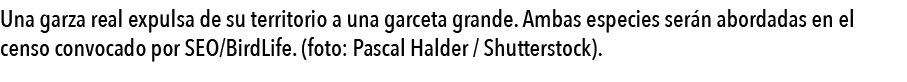  Una garza real expulsa de su territorio a una garceta grande  Ambas especies ser n abordadas en el censo convocado p   