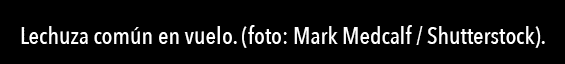 Lechuza com n en vuelo  (foto: Mark Medcalf   Shutterstock) 