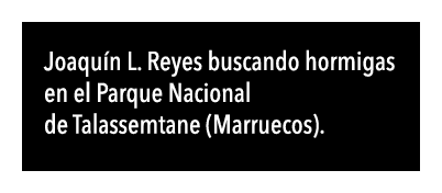  Joaqu n L  Reyes buscando hormigas en el Parque Nacional de Talassemtane (Marruecos) 
