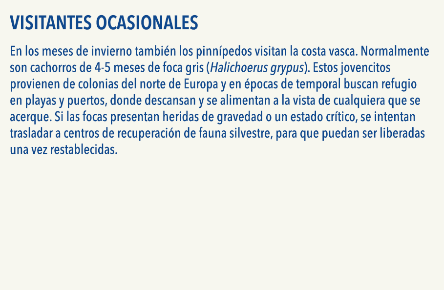  Visitantes ocasionales En los meses de invierno tambi n los pinn pedos visitan la costa vasca  Normalmente son cacho   