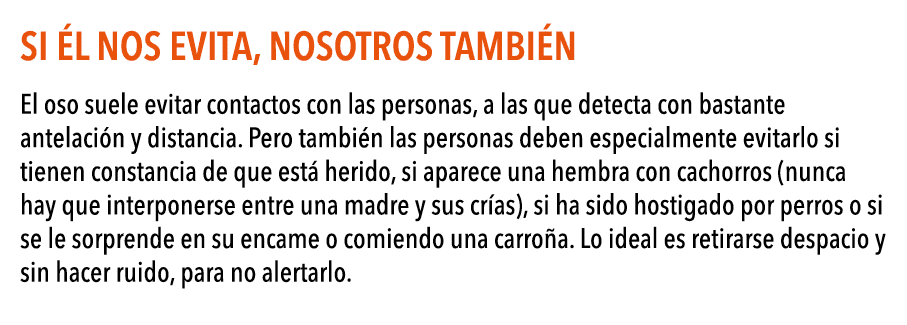 Si  l nos evita, nosotros tambi n El oso suele evitar contactos con las personas, a las que detecta con bastante ante   