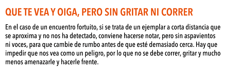 Que te vea y oiga, pero sin gritar ni correr En el caso de un encuentro fortuito, si se trata de un ejemplar a corta    