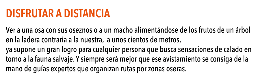 Disfrutar a distancia Ver a una osa con sus oseznos o a un macho aliment ndose de los frutos de un  rbol en la ladera   