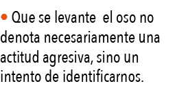   Que se levante el oso no denota necesariamente una actitud agresiva, sino un intento de identificarnos 
