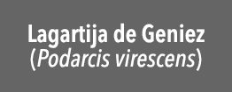 Lagartija de Geniez (Podarcis virescens)
