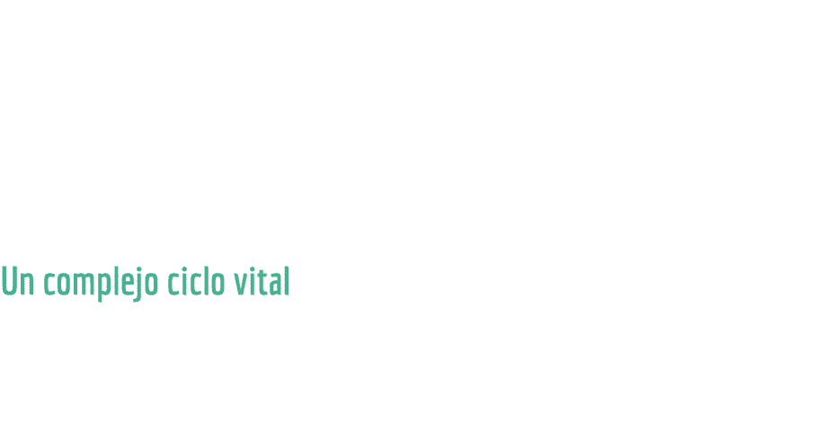 El cuerpo de todos los is podos se ajusta a un esquema morfol gico b sico  Est  dividido en cefal n, con dos pares de   