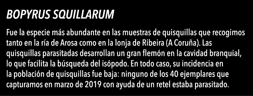  Bopyrus squillarum Fue la especie m s abundante en las muestras de quisquillas que recogimos tanto en la r a de Aros   