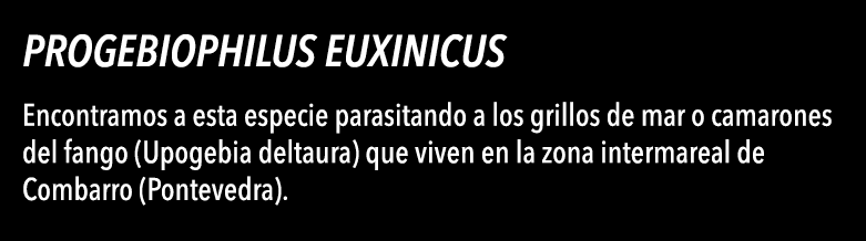  Progebiophilus euxinicus Encontramos a esta especie parasitando a los grillos de mar o camarones del fango (Upogebia   