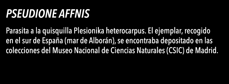  Pseudione affnis Parasita a la quisquilla Plesionika heterocarpus  El ejemplar, recogido en el sur de Espa a (mar de   