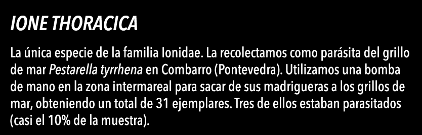  Ione thoracica La  nica especie de la familia Ionidae  La recolectamos como par sita del grillo de mar Pestarella ty   