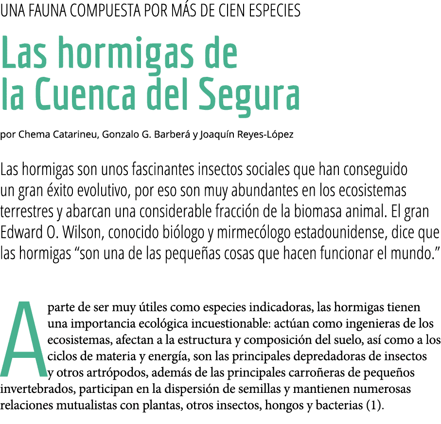  Una fauna compuesta por m s de cien especies Las hormigas de la Cuenca del Segura por Chema Catarineu, Gonzalo G  Ba   