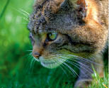 8491869 - fantastic close up of scottish wildcat capturing character and excellent detail