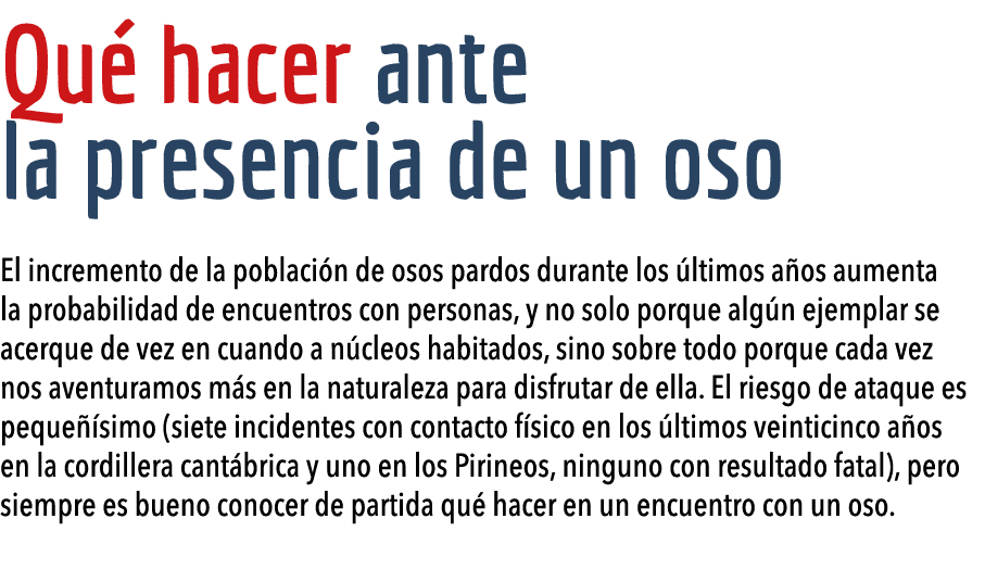 Qu  hacer ante la presencia de un oso El incremento de la poblaci n de osos pardos durante los  ltimos a os aumenta l   