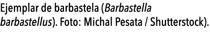  Ejemplar de barbastela (Barbastella barbastellus)  Foto: Michal Pesata   Shutterstock) 