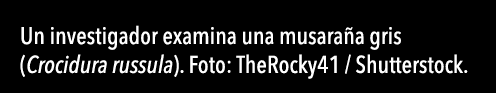  Un investigador examina una musara a gris (Crocidura russula)  Foto: TheRocky41   Shutterstock 