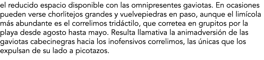 el reducido espacio disponible con las omnipresentes gaviotas  En ocasiones pueden verse chorlitejos grandes y vuelve   