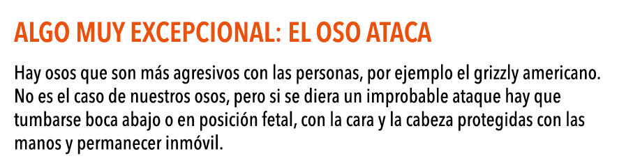 Algo muy excepcional: el oso ataca Hay osos que son m s agresivos con las personas, por ejemplo el grizzly americano    