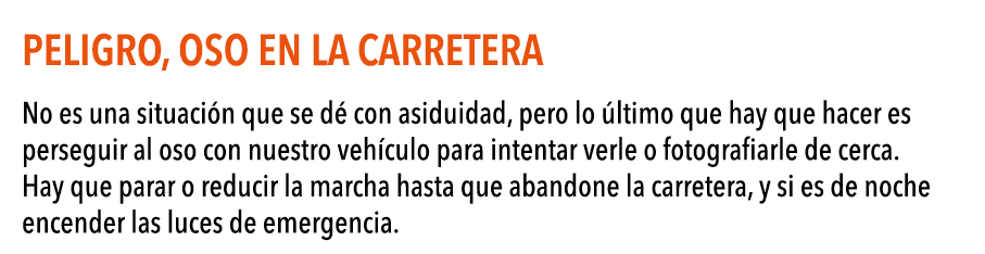 Peligro, oso en la carretera No es una situaci n que se d  con asiduidad, pero lo  ltimo que hay que hacer es persegu   