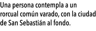  Una persona contempla a un rorcual com n varado, con la ciudad de San Sebasti n al fondo 