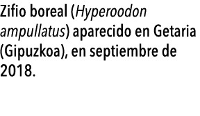  Zifio boreal (Hyperoodon ampullatus) aparecido en Getaria (Gipuzkoa), en septiembre de 2018 