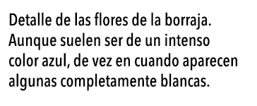  Detalle de las flores de la borraja  Aunque suelen ser de un intenso color azul, de vez en cuando aparecen algunas c   
