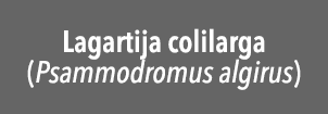 Lagartija colilarga (Psammodromus algirus)