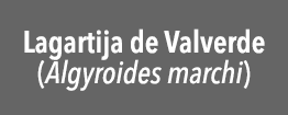 Lagartija de Valverde (Algyroides marchi) 