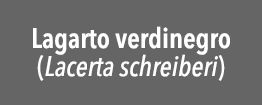 Lagarto verdinegro (Lacerta schreiberi)