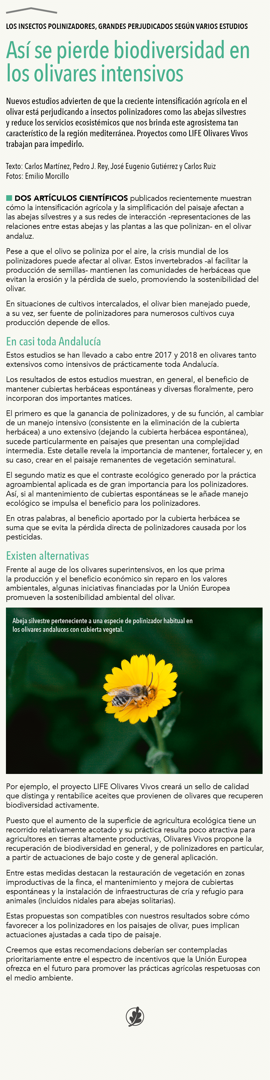  Los insectos polinizadores, grandes perjudicados seg n varios estudios As  se pierde biodiversidad en los olivares i   