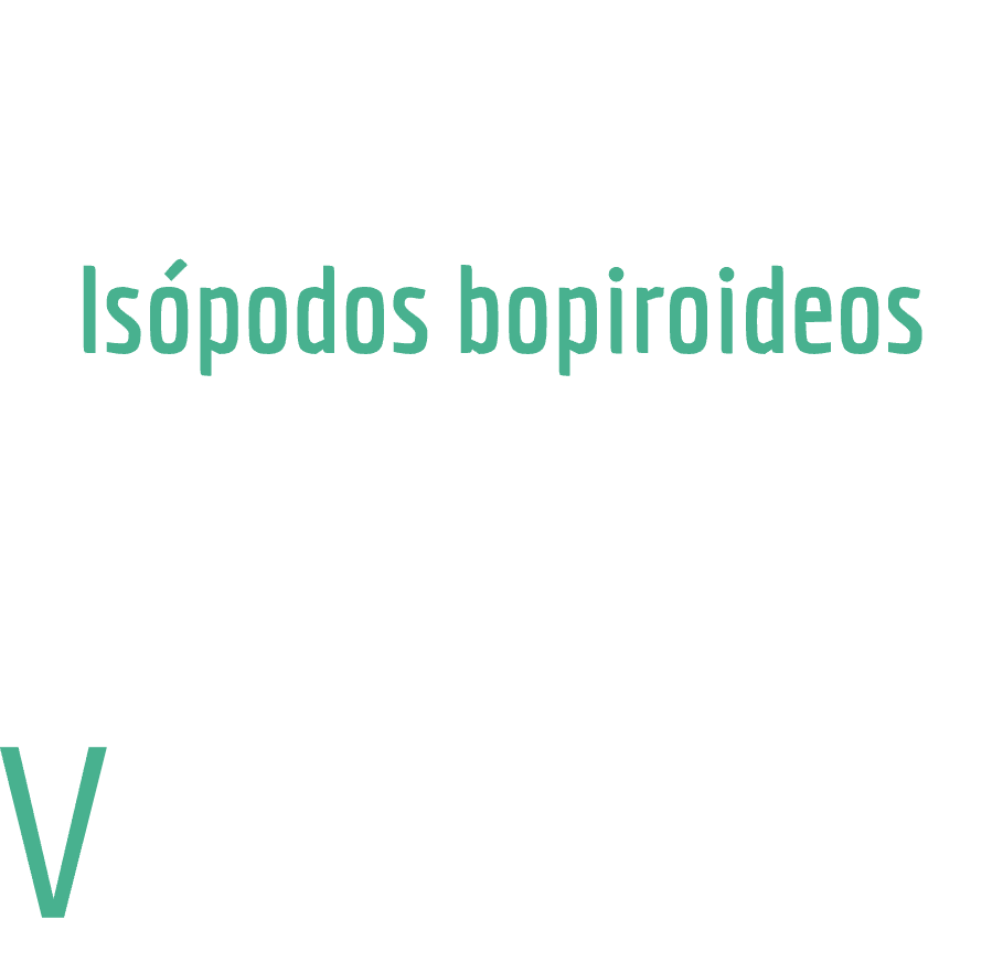  Unos peque os crust ceos par sitos muy poco conocidos  Qu  son esos raros flemones de las gambas  Is podos bopiroide   