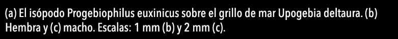  (a) El is podo Progebiophilus euxinicus sobre el grillo de mar Upogebia deltaura  (b) Hembra y (c) macho  Escalas: 1   