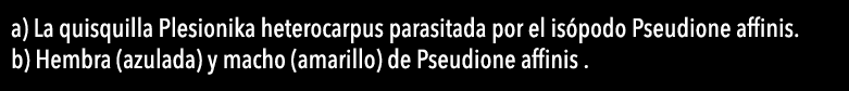  a) La quisquilla Plesionika heterocarpus parasitada por el is podo Pseudione affinis  b) Hembra (azulada) y macho (a   